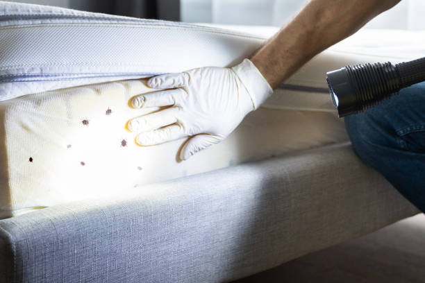 Flea Control Services in Blakely, GA