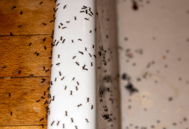 Best Exterminator Services  in Blakely, GA