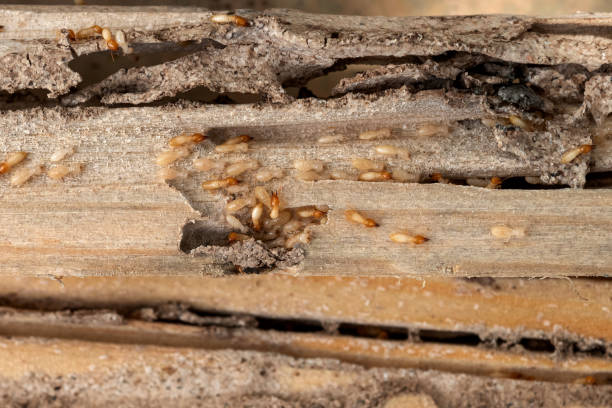 Best Best Pest Control Companies  in Blakely, GA